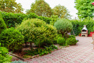 shrubs and dwarf trees in the landscape design of the yard.