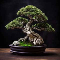 Fotobehang a japanese bonsai tree © Ivan Tan