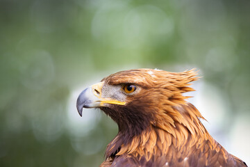 Close up of a portrait of a Golden Eagle (Aquila chrysaetos) with a green background. Golden Eagle head profile close-up, Spain
