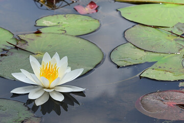 Beautiful waterlily in a pond.	