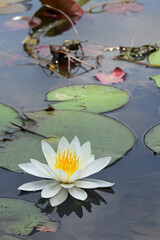 Beautiful waterlily in a pond.	