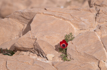 Red flower among the stones in the desert
