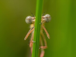 Dragonfly on a leaf, photo very large.