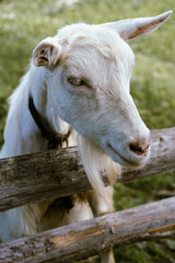 Portrait of a white goat. Village lifestyle.