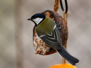Great tit and her feed on a blurry background.