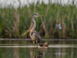 Grey heron standing in the water against a background of green plants.