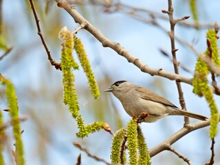 Eurasian blackcap on a tree branch against the sky.