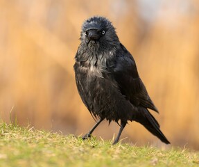 Western jackdaw on the grass, close-up photo.