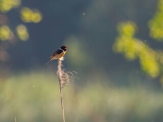 The European stonechat sitting on tall grass amidst vegetation.