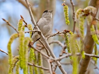 Eurasian blackcap on a tree branch against the sky.