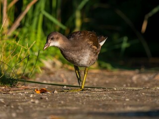 Common moorhen against a background of green grass.