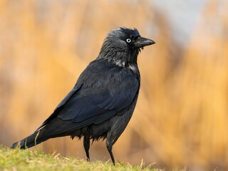 Western jackdaw on the grass, close-up photo.