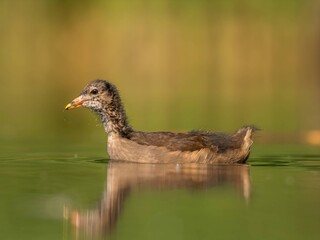 Young common moorhen floats on water, green background.