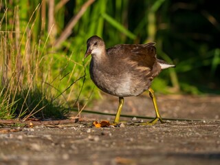 Common moorhen against a background of green grass.