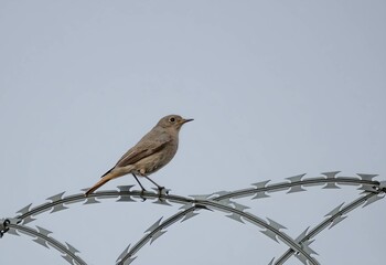 Black redstart against the sky.