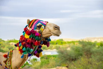  Typical camel with its colorful outfit in front of the Nile river © Cavan