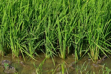 Mature green rice in the field