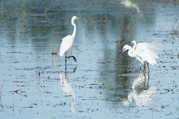Naklejka premium Egrets feeding on shells, crabs and fish in the fields.
