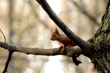 Red squirrel on a tree.