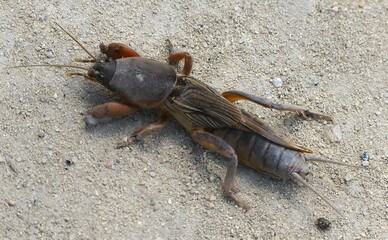 European moth cricket on the sand.