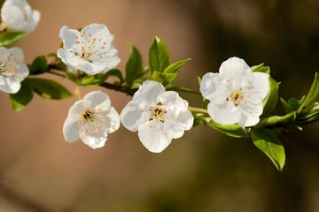 White blooming flowers on a blurred background.