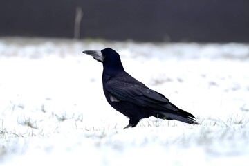 Rook in a winter setting in the snow.