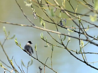 Eurasian blackcap on a tree branch against the sky.
