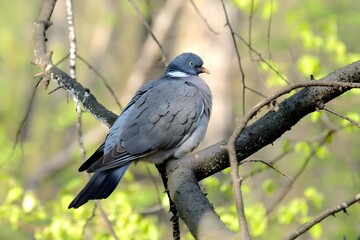 Common wood pigeon on a tree branch, close-up photo.