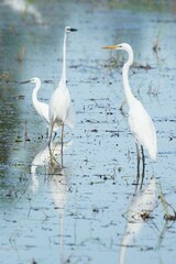 Egrets feeding on shells, crabs and fish in the fields.