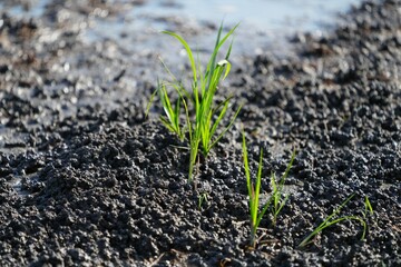Green rice plants grow on the soil in the fields.