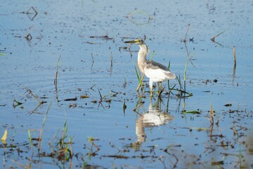 Egrets feeding on shells, crabs and fish in the fields.