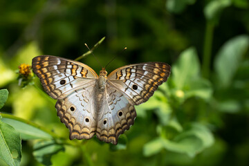 Obraz premium Top magnified view of a butterfly on a flower
