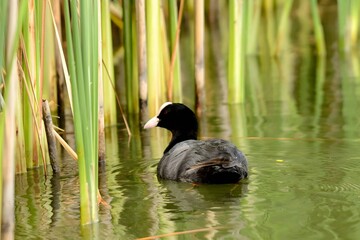 Eurasian coot floating on water in a green setting.