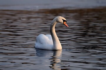 Adult mute swan on the water, close-up photography, green scenery.