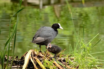 An adult Eurasian coot with a youngster.
