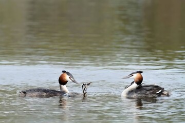 A pair of male and female great crested grebes together on the water