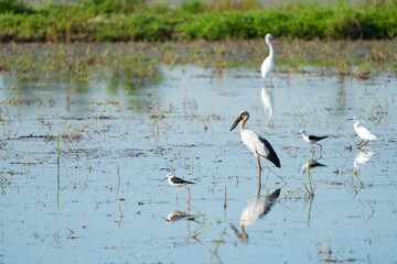 The openbill feeds on shellfish, crabs and fish in the fields.