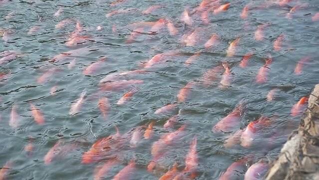 the colorful Cyprinus carpio are swimming in the koi pound close-up