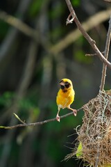 Golden sparrow with yellow body, dark brown wings and natural bird's nest.