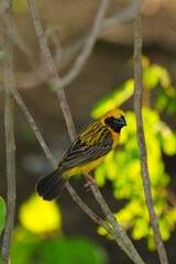 Golden warbler with yellow body and dark brown wings naturally.