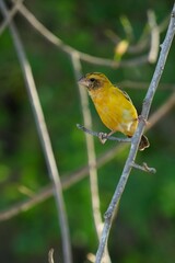Golden warbler with yellow body and dark brown wings naturally.