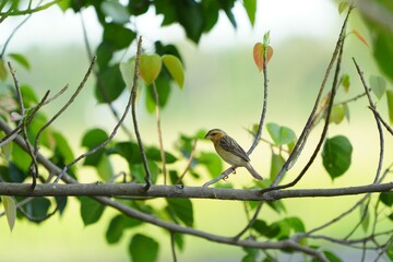 Golden warbler with yellow body and dark brown wings naturally.