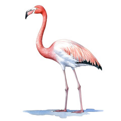 Fototapeta na wymiar pink flamingo isolated on white