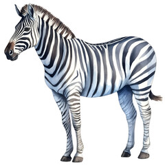 Obraz premium zebra isolated on white