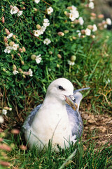 Northern fulmar nesting by flowering Sea campion flowers