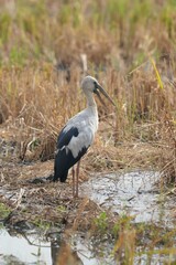 The openbill feeds on shellfish, crabs and fish in the fields.