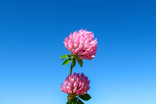 Meadow clover flowering flower plant herb nature natural detail close up