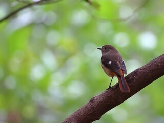 Daurian Redstart perched on branch in natural habitat