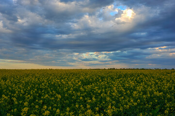 Bright blooming canola field, yellow flowers and green stalks against the evening sky. HDR style.