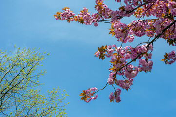blooming sakura spring in the city under an open blue sky next to green trees and bushes